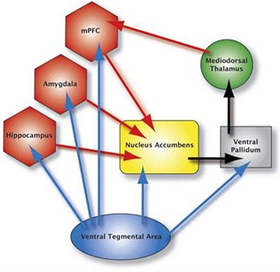 Effective Connectivity within the Mesocorticolimbic System during Resting-State in Cocaine Users